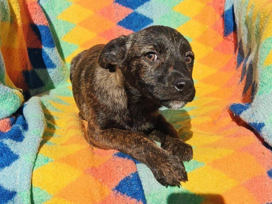 Adotta un cane, femmina, 4 mesi, Crotone