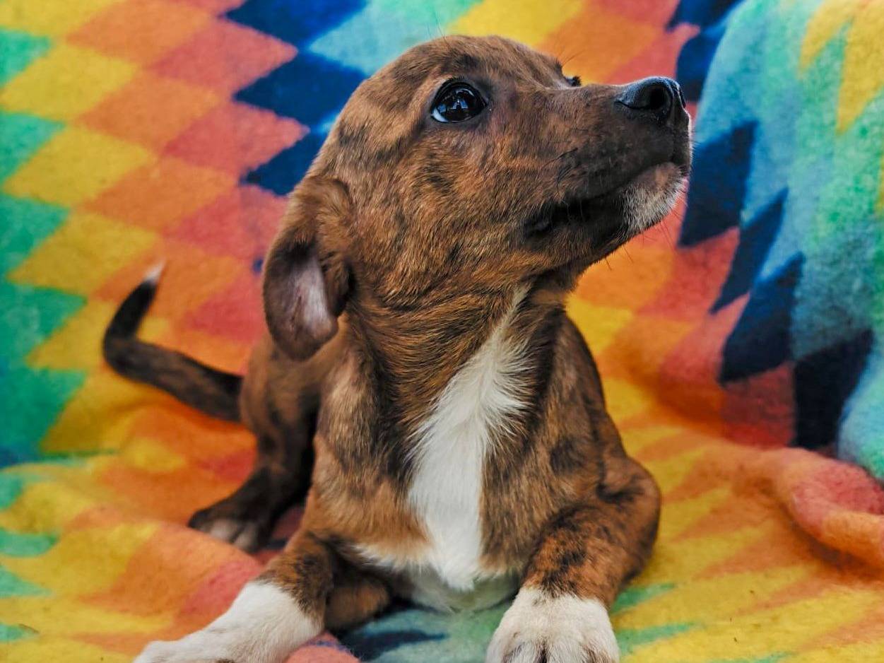 Vuoi adottare un cane a Crotone?