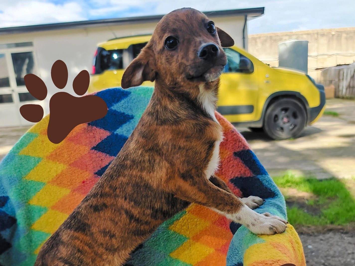 Adotta il cane Kiko a Crotone