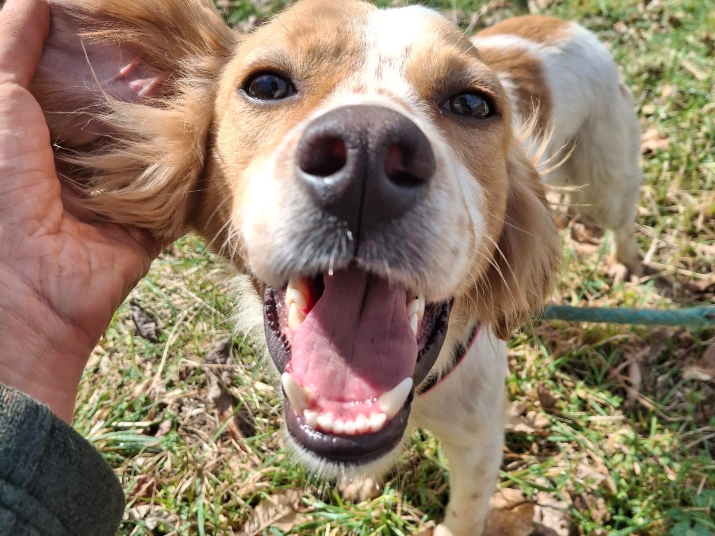 Adozione cane, maschio, Setter Inglese Razza sconosciuta, 11 mesi, taglia media contenuta, Salerno