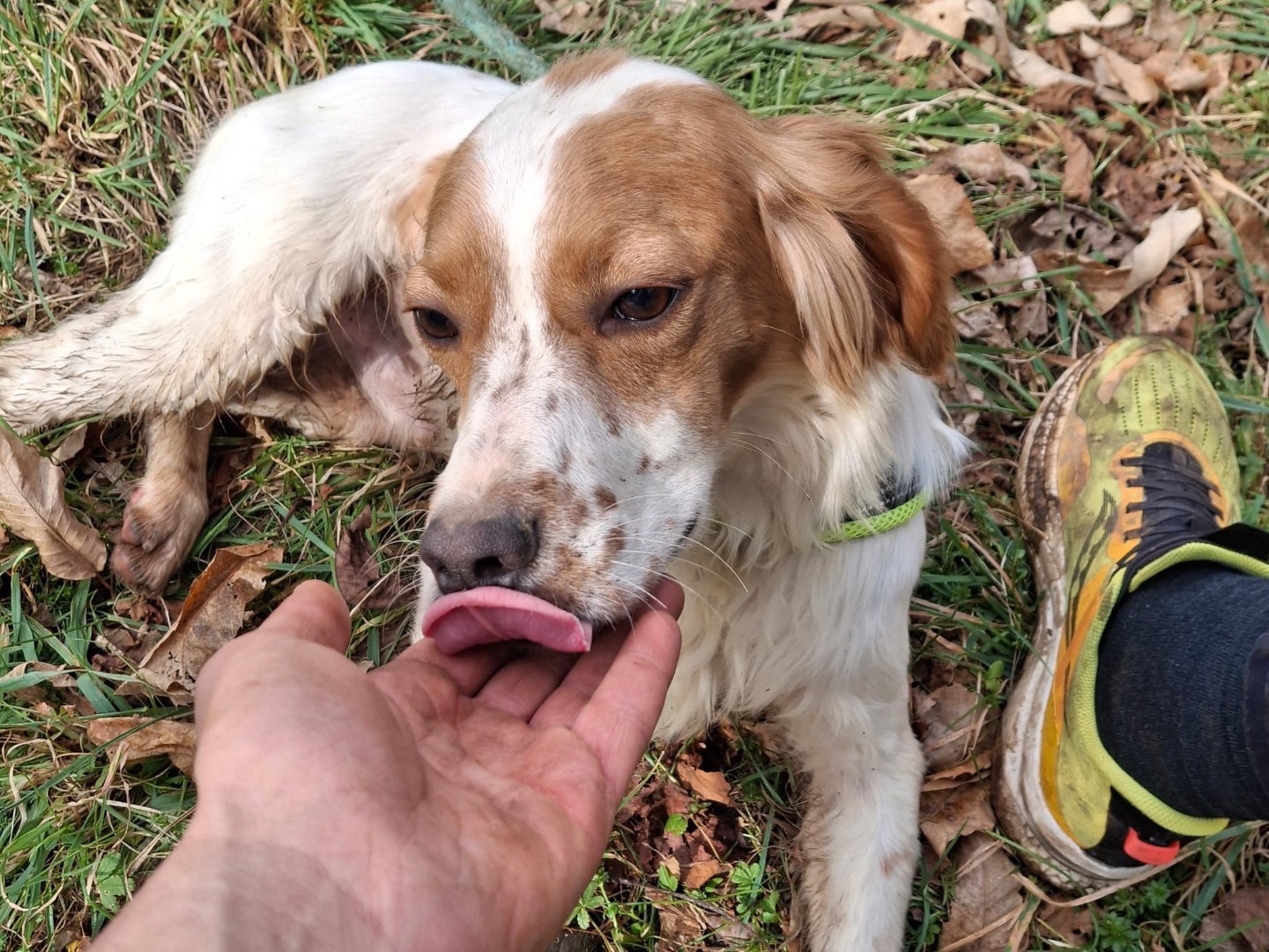 Adotta il cane Biagio a Salerno