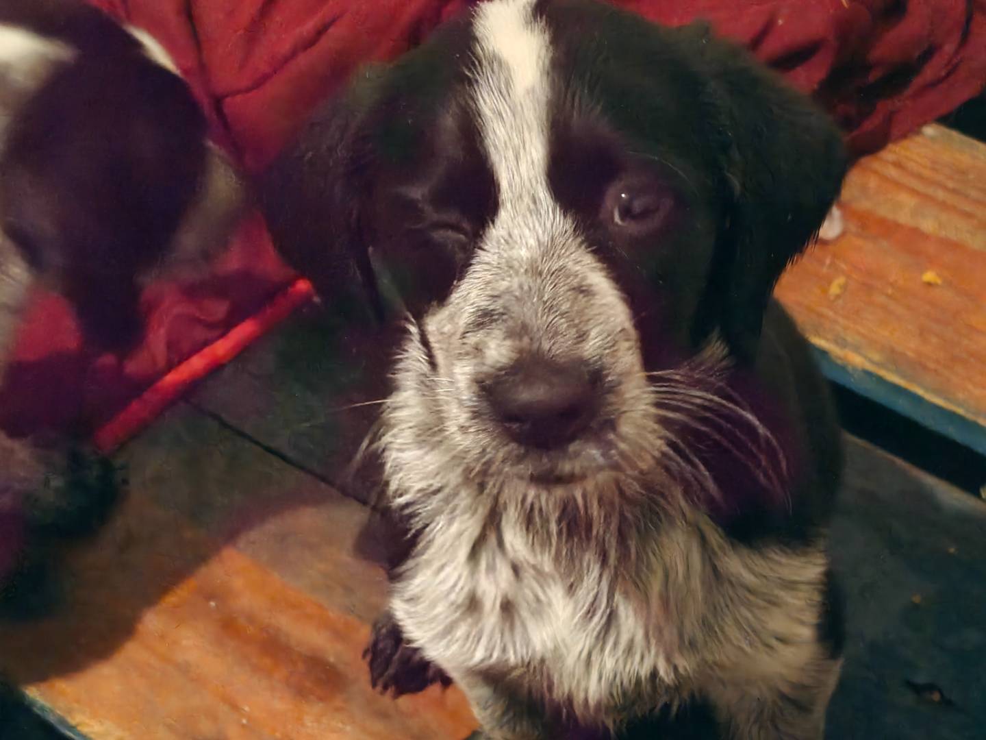 Adotta un cane, femmina, 3 mesi, Trapani