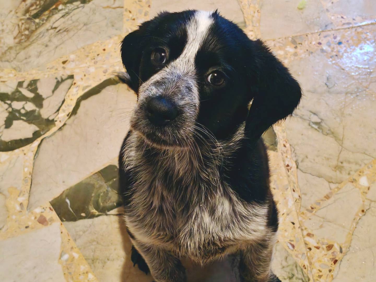 Adotta un cane, taglia media, femmina, Trapani