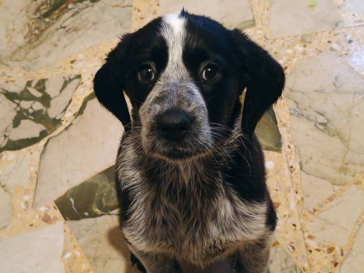 Vuoi adottare un cane a Trapani?