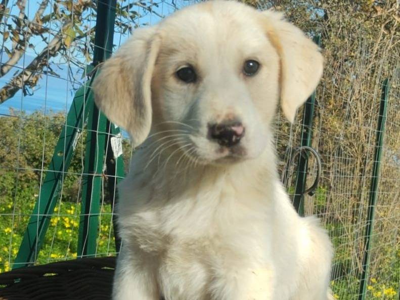 Adozione cane, maschio, Razza sconosciuta Razza sconosciuta, 3 mesi, taglia grande, Varese