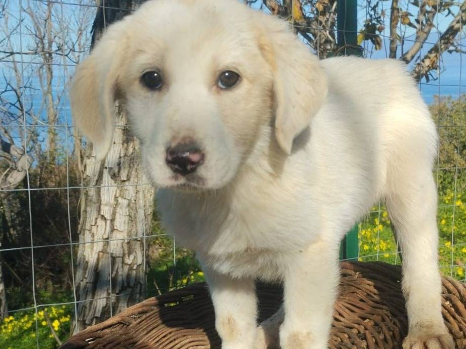 Adotta un cane, maschio, 3 mesi, Varese