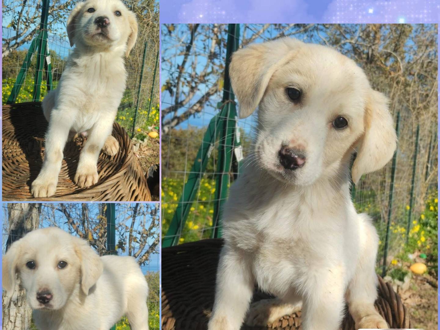 Adotta un cane, taglia grande, maschio, Varese