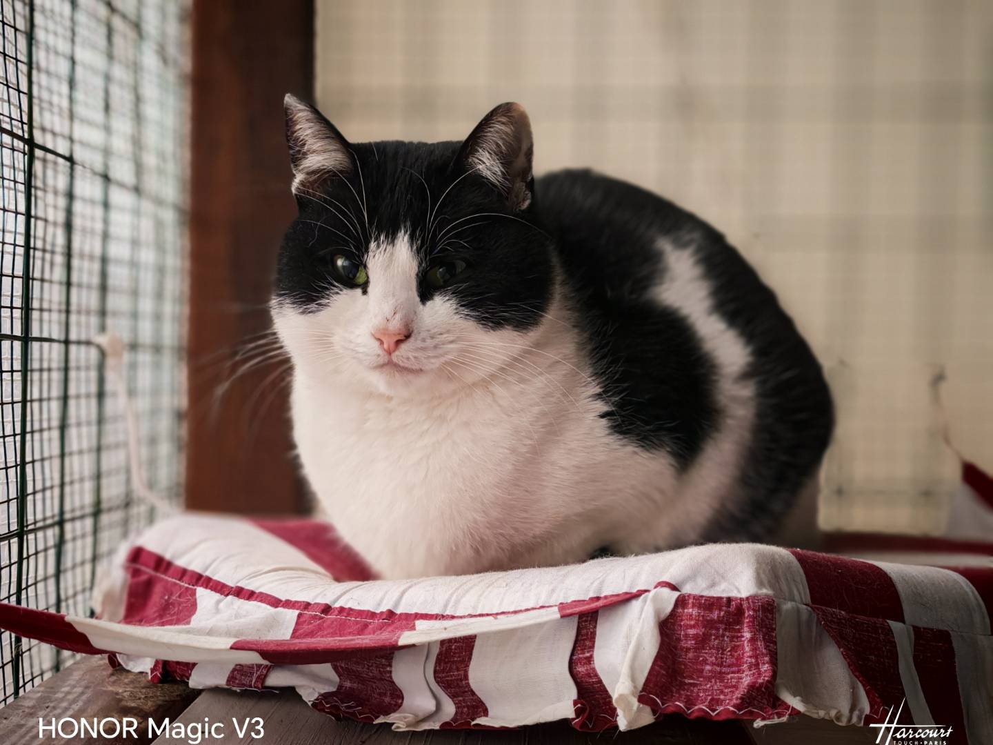 Adozione gatto, maschio, Razza sconosciuta Razza sconosciuta, 6 anni e 2 mesi, taglia non valida, Brescia