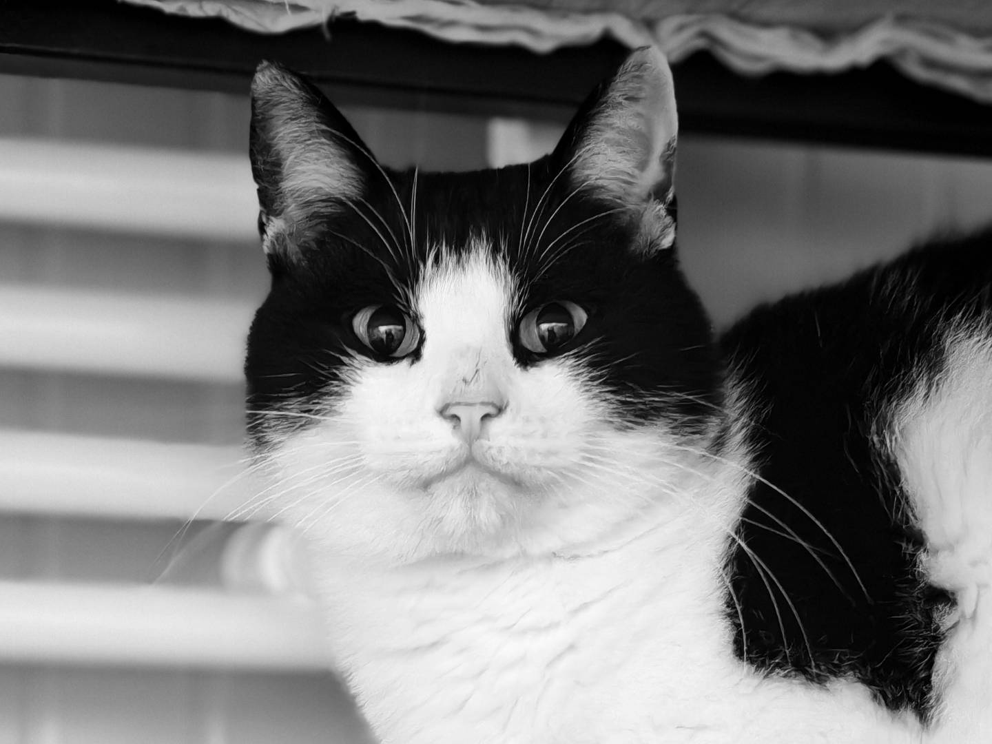 Adotta un gatto, maschio, 6 anni e 2 mesi, Brescia