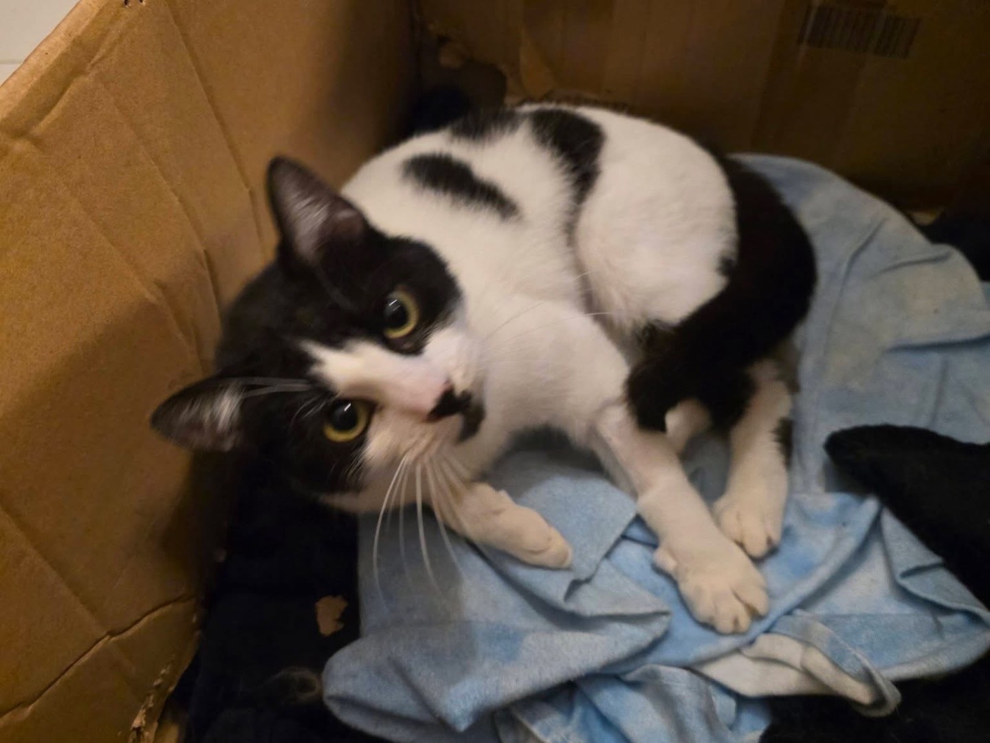 Adotta un gatto, femmina, 8 mesi, Pescara