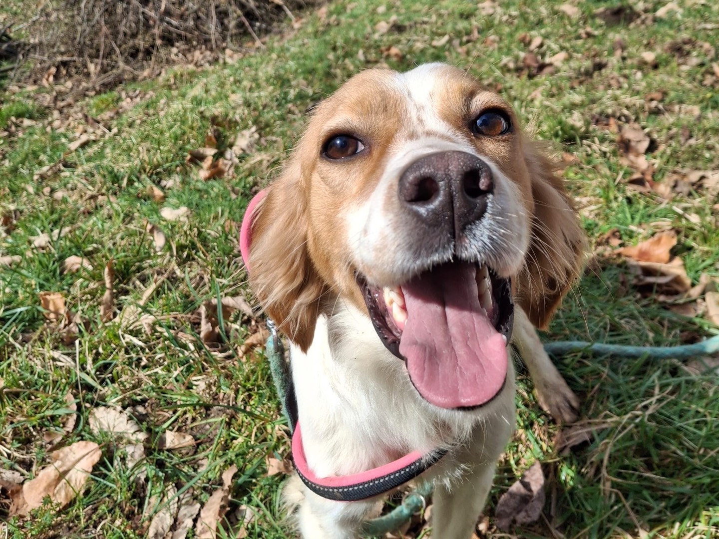 Adotta un cane, taglia media contenuta, maschio, Salerno