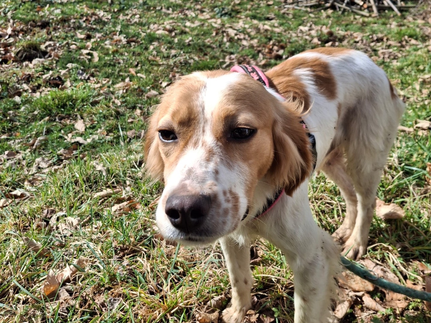 Vuoi adottare un cane a Salerno?
