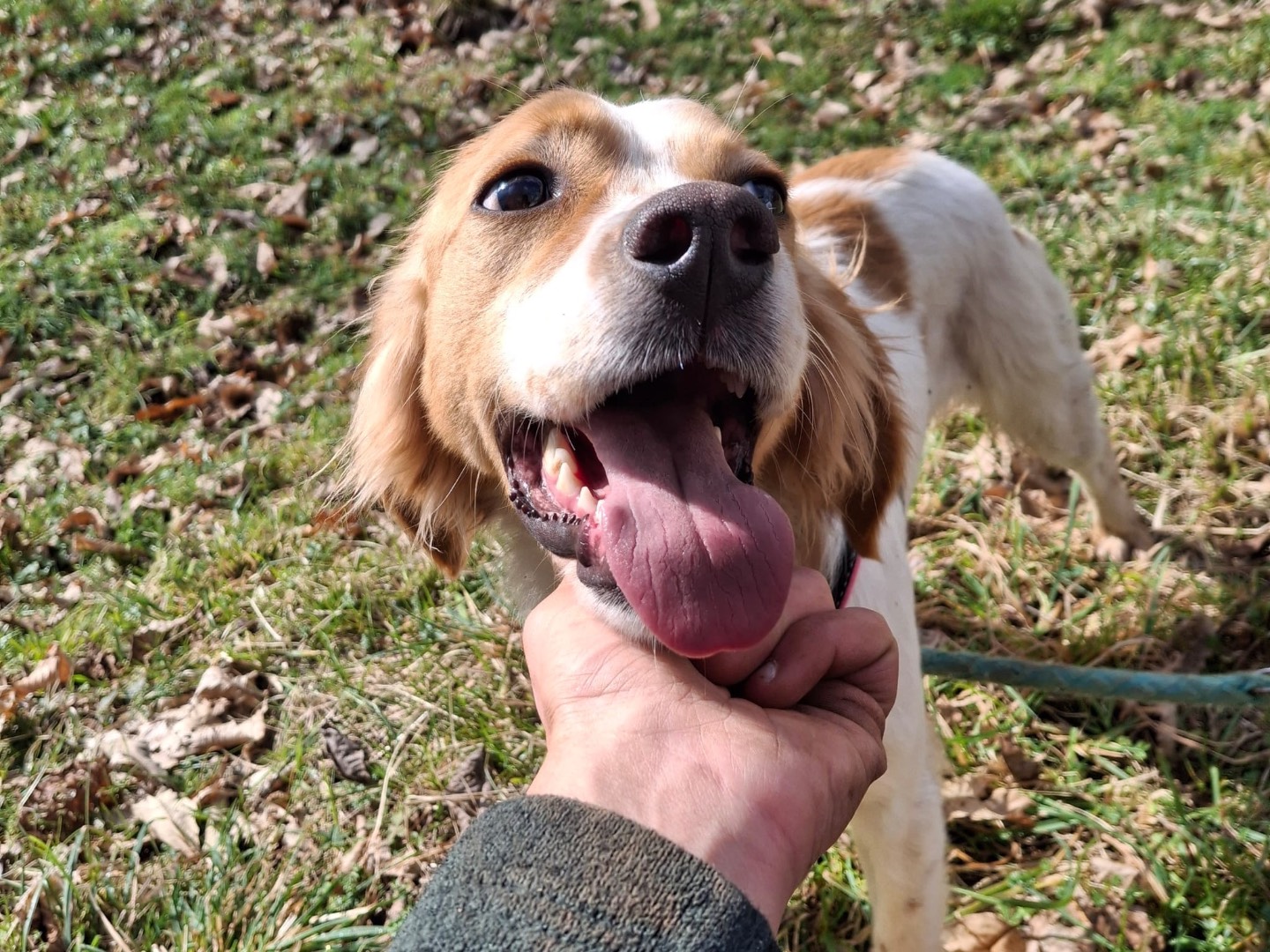 Adotta il cane Berto a Salerno