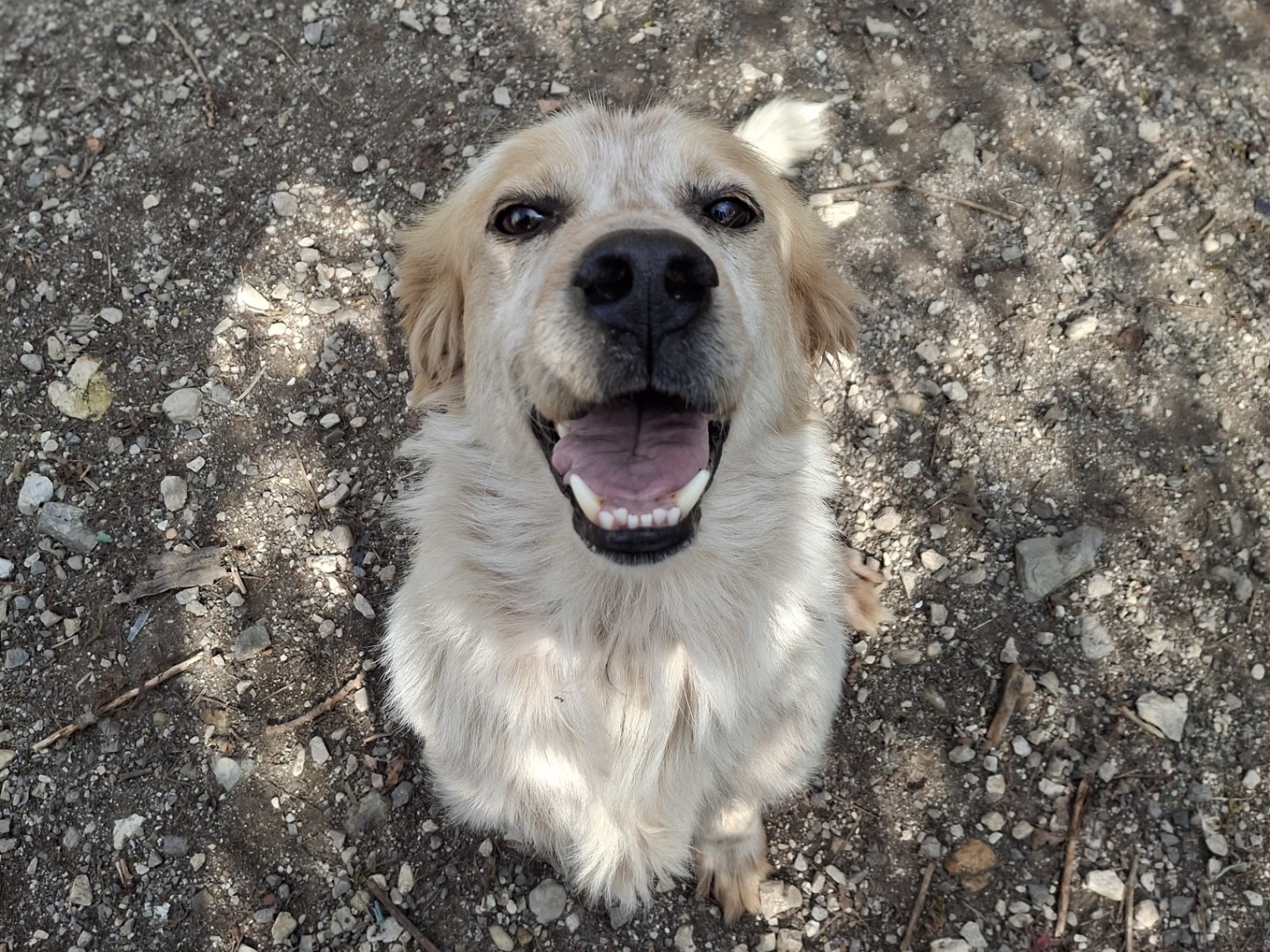 Adozione cane, femmina, Razza sconosciuta Razza sconosciuta, 2 anni, taglia media, Salerno