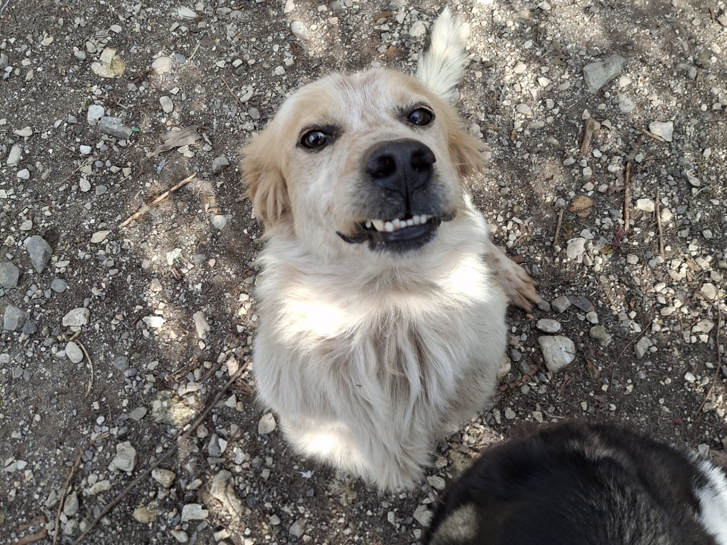 Adotta un cane, femmina, 2 anni, Salerno