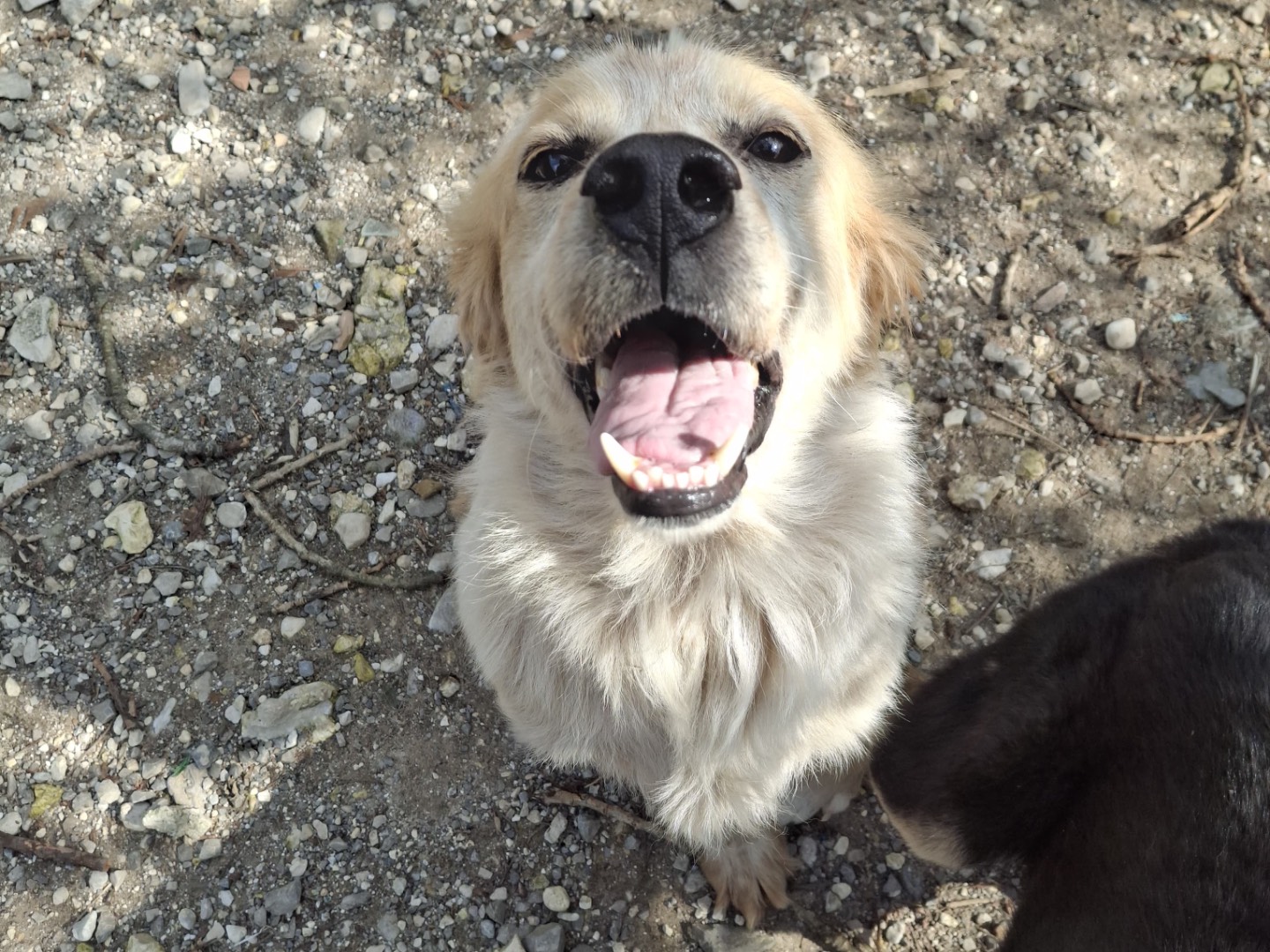 Adotta un cane, taglia media, femmina, Salerno