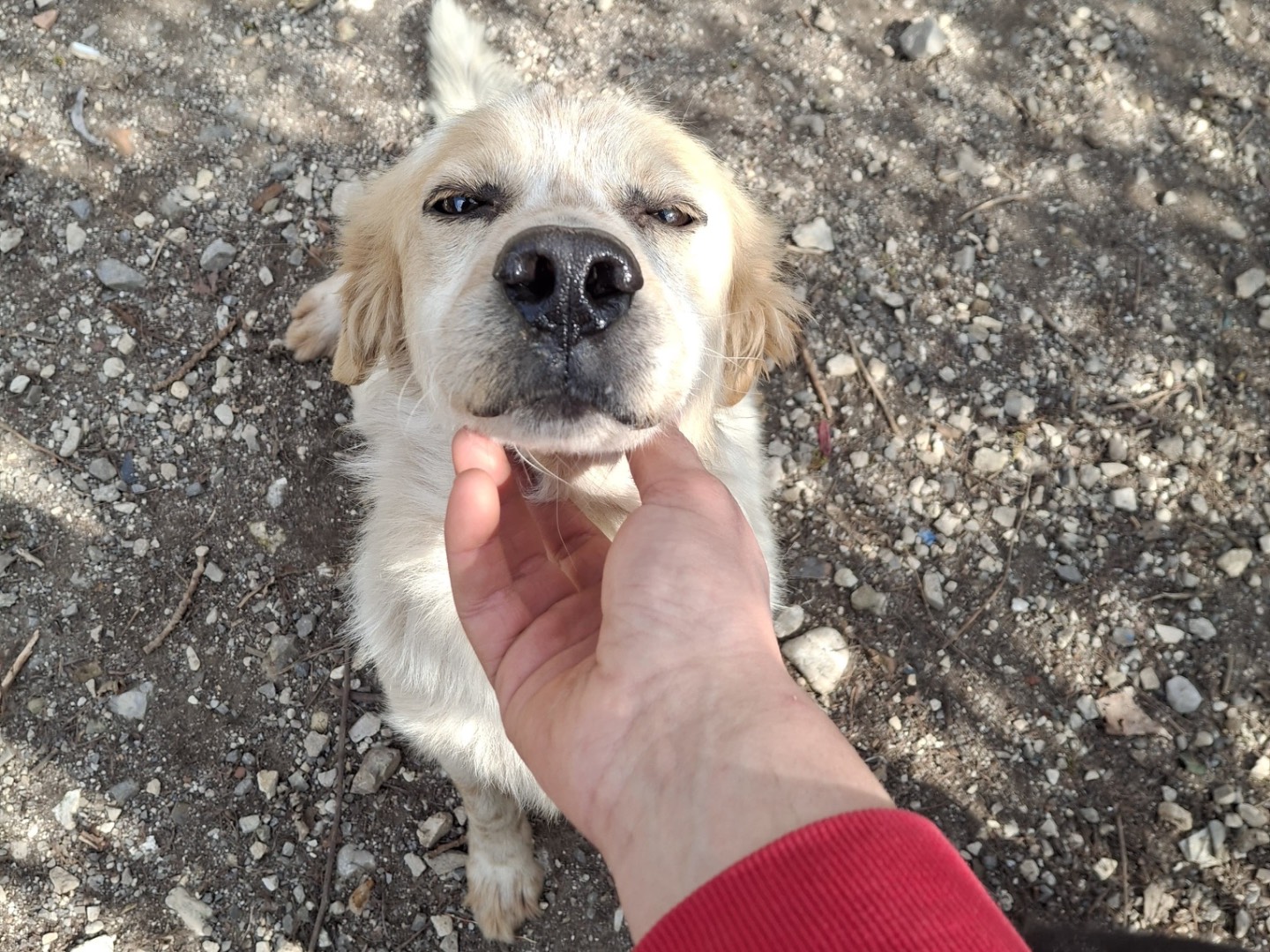 Adotta il cane Ale a Salerno