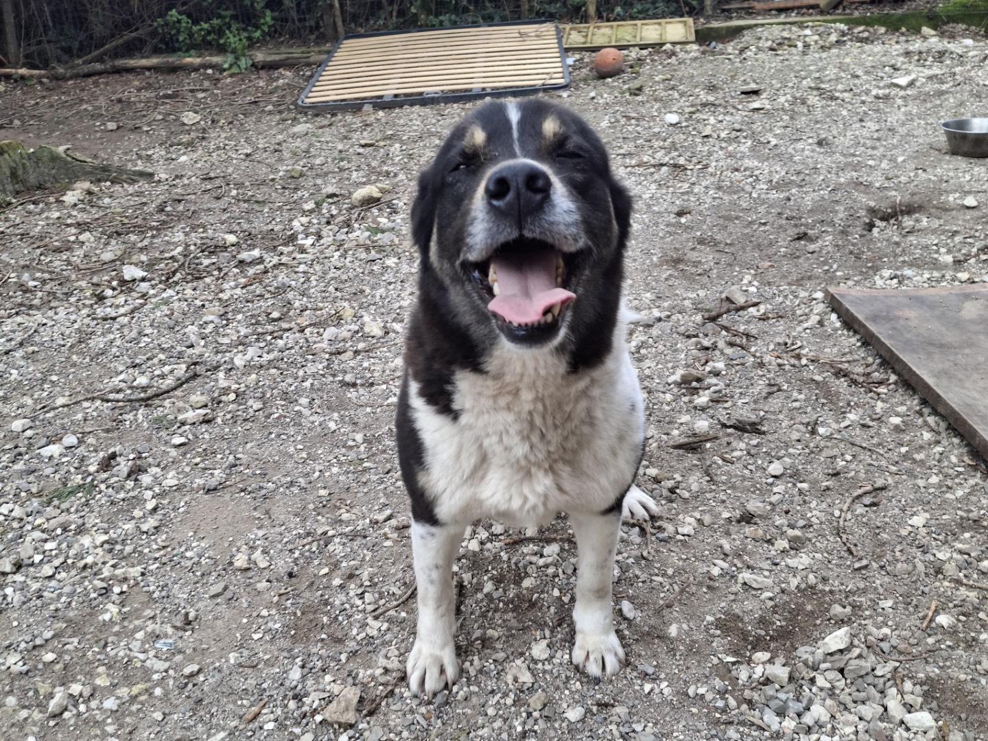 Adozione cane, maschio, Razza sconosciuta Razza sconosciuta, 4 anni, taglia media, Salerno