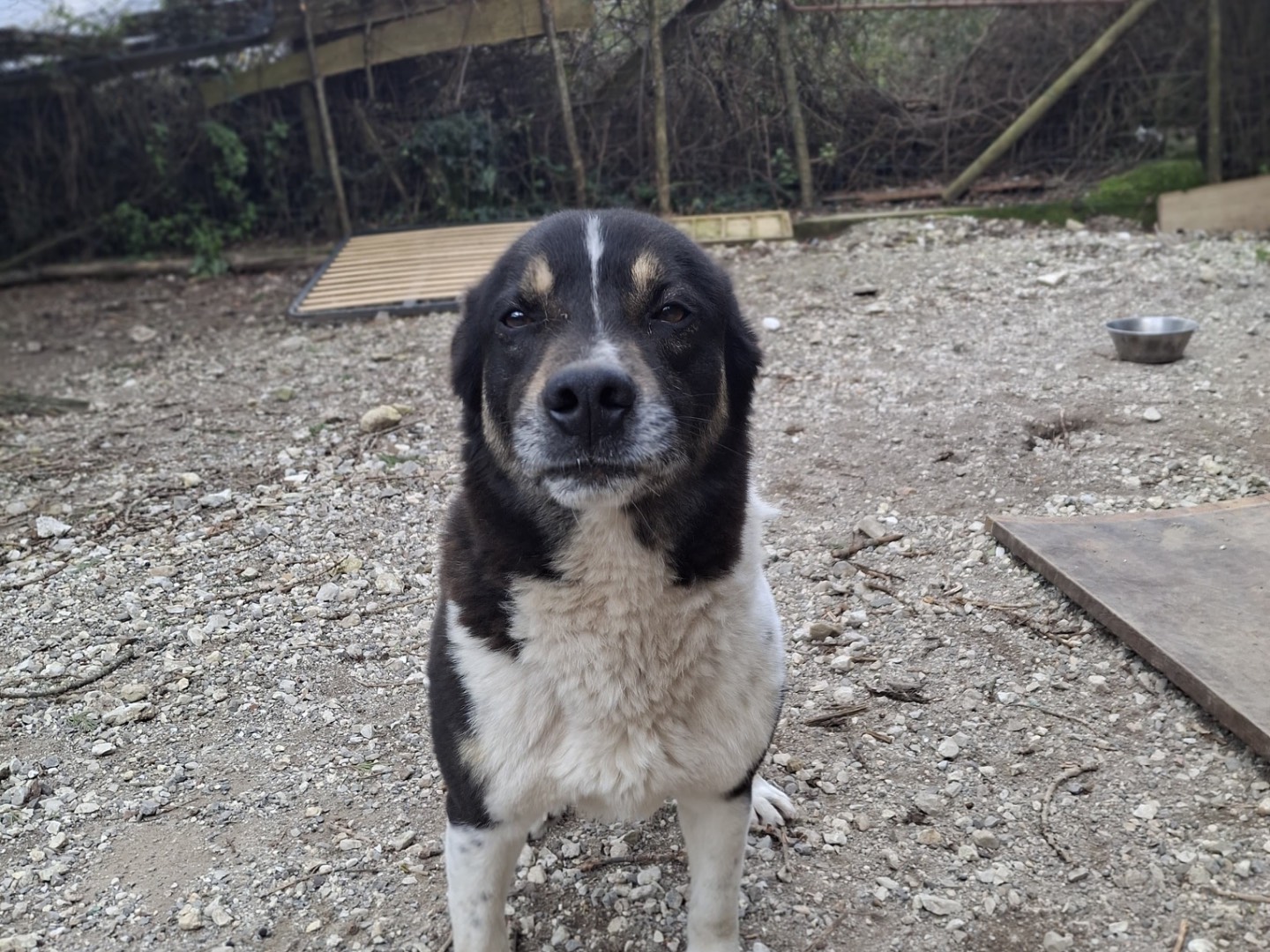 Adotta un cane, taglia media, maschio, Salerno