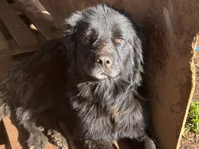 Adozione cane, maschio, Razza sconosciuta Razza sconosciuta, 3 anni e 4 mesi, taglia grande, Catanzaro