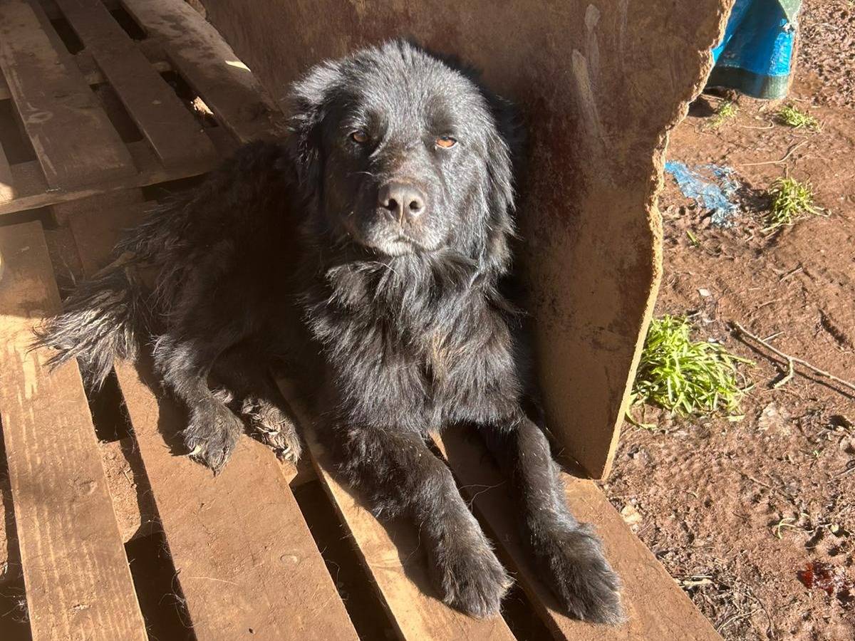 Adotta un cane, maschio, 3 anni e 4 mesi, Catanzaro