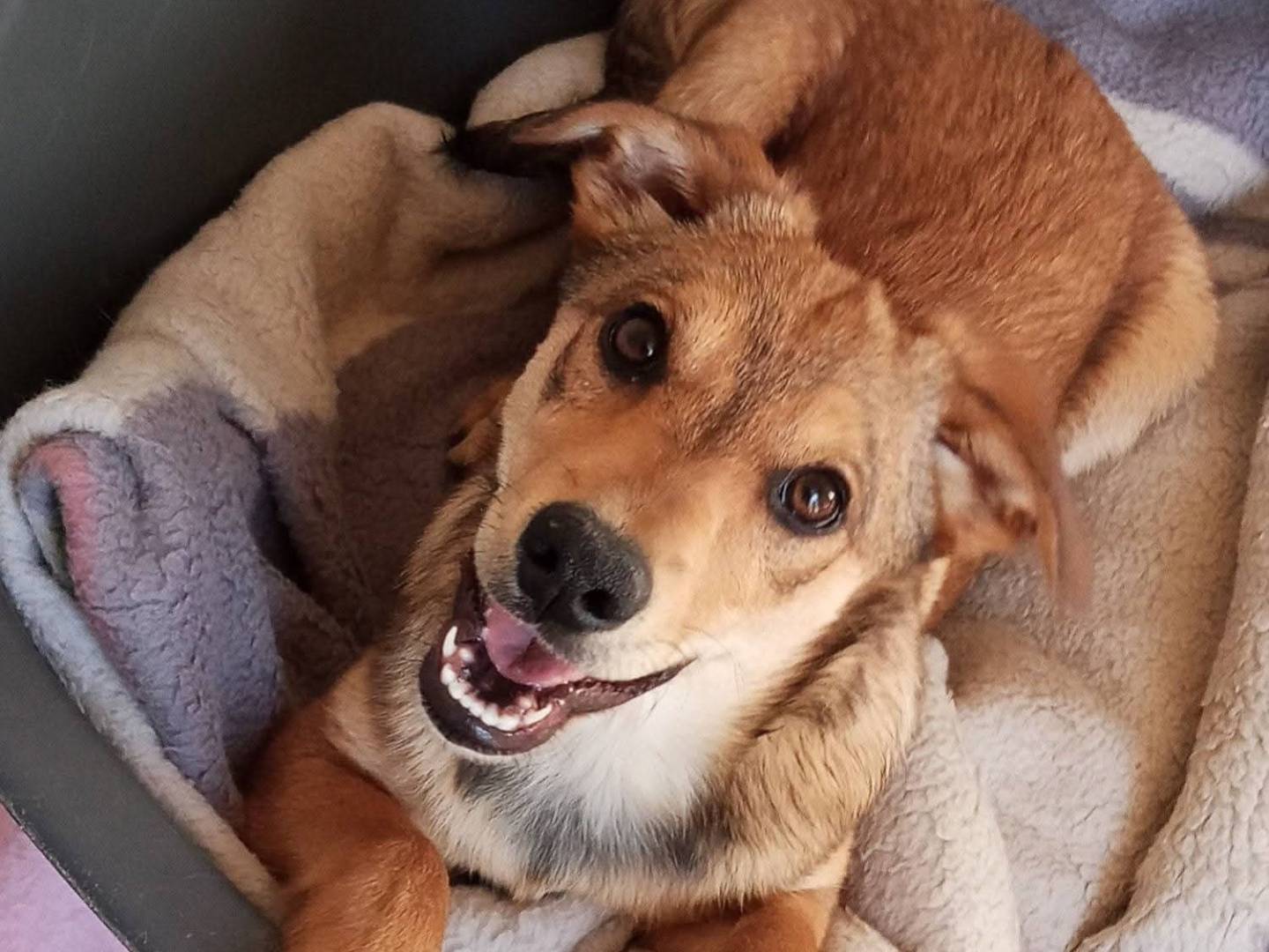 Adozione cane, femmina, Razza sconosciuta Razza sconosciuta, 4 mesi, taglia media contenuta, Lecce