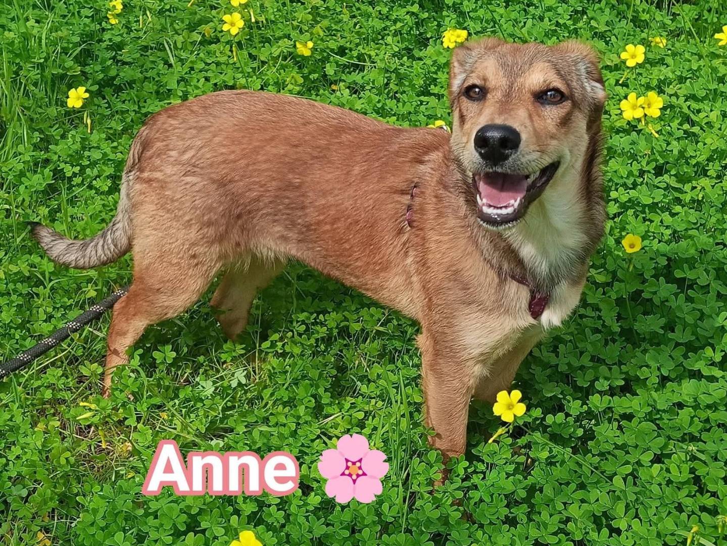 Adotta un cane, femmina, 4 mesi, Lecce