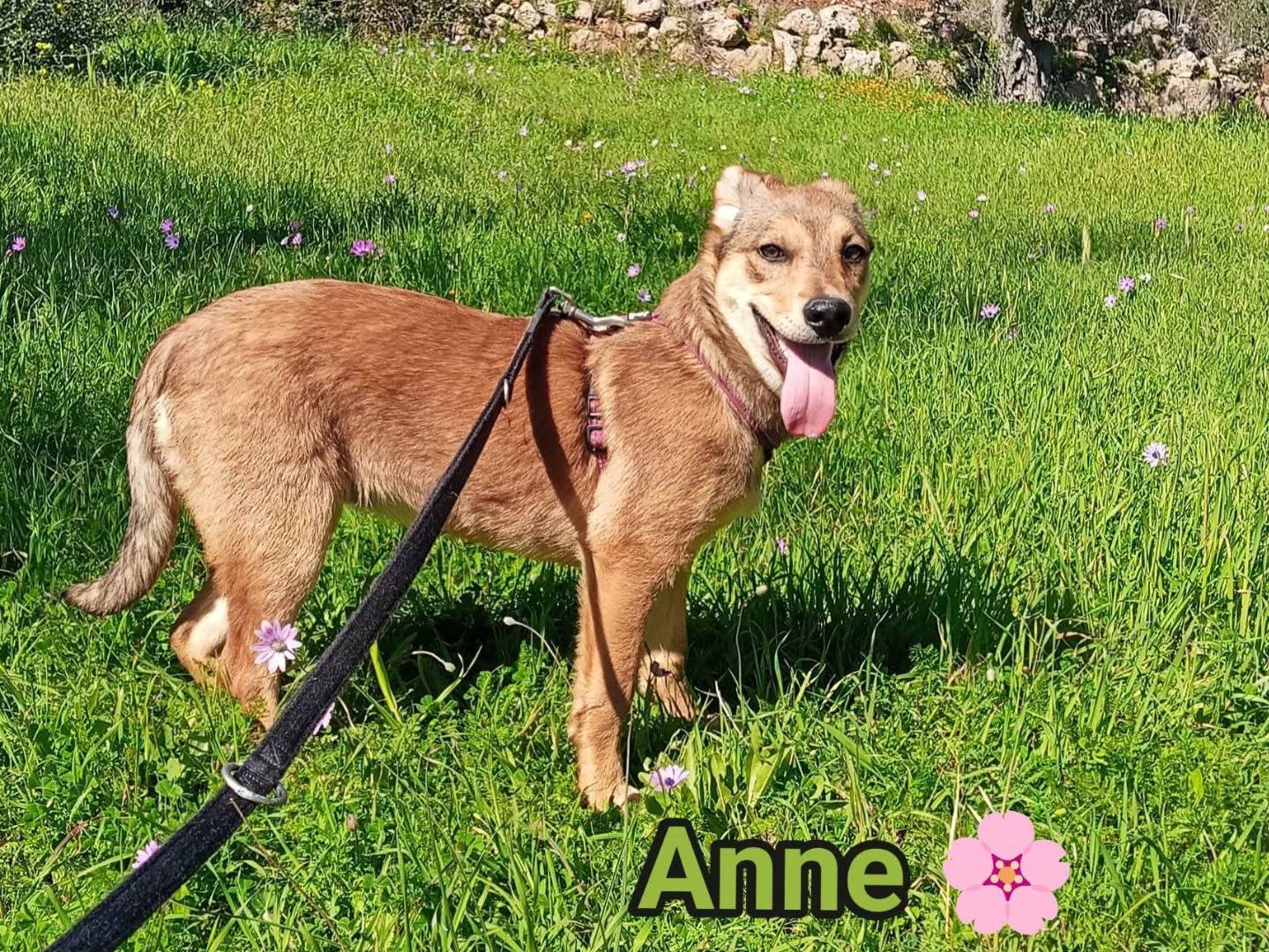 Adotta un cane, taglia media contenuta, femmina, Lecce