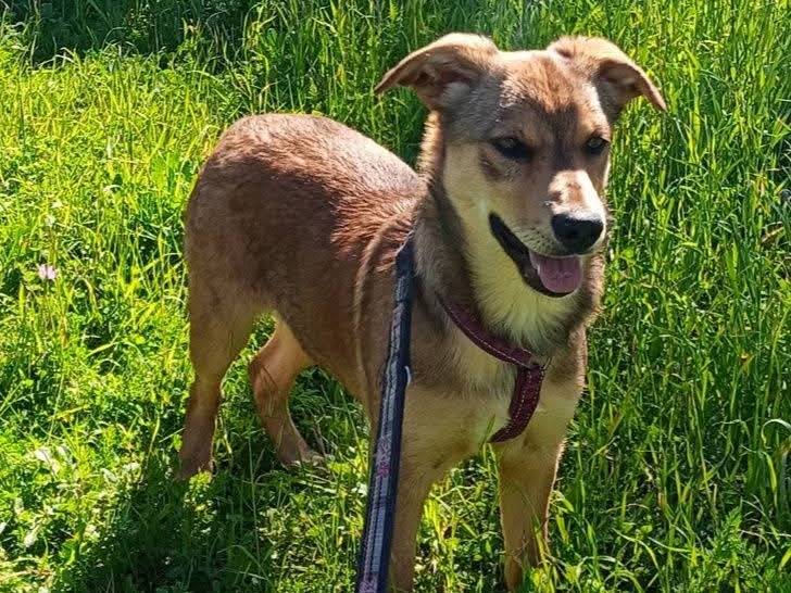 Vuoi adottare un cane a Lecce?