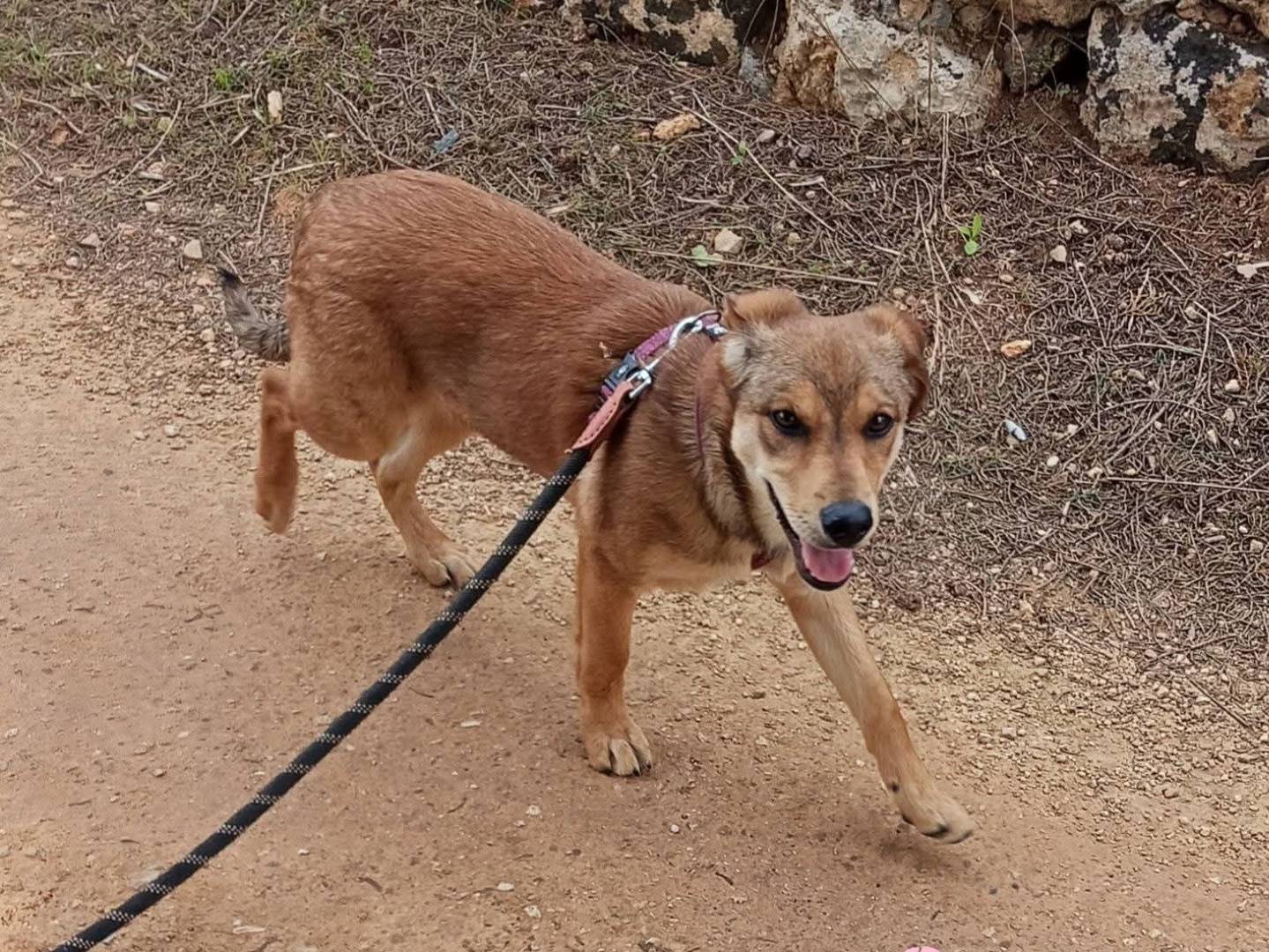 Adotta il cane Anne a Lecce