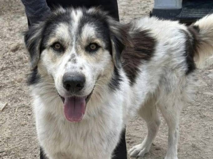 Adozione cane, maschio, Razza sconosciuta Razza sconosciuta, 1 anno e 6 mesi, taglia grande, Catanzaro