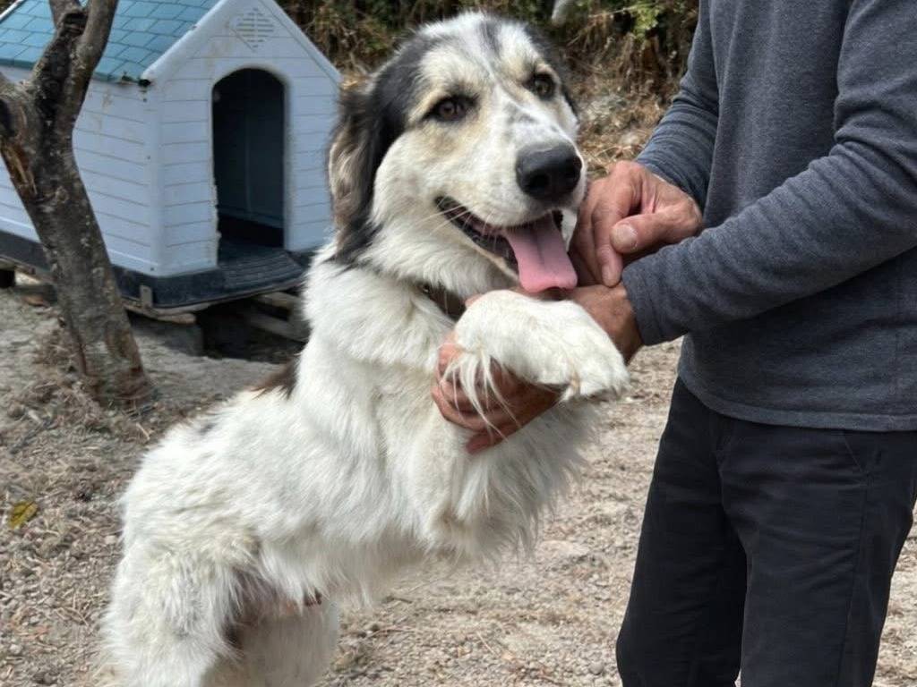 Adotta un cane, maschio, 1 anno e 6 mesi, Catanzaro