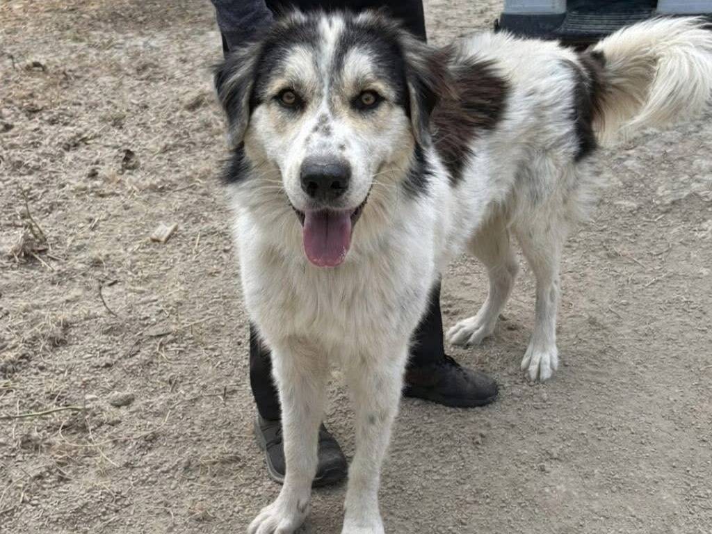 Vuoi adottare un cane a Catanzaro?