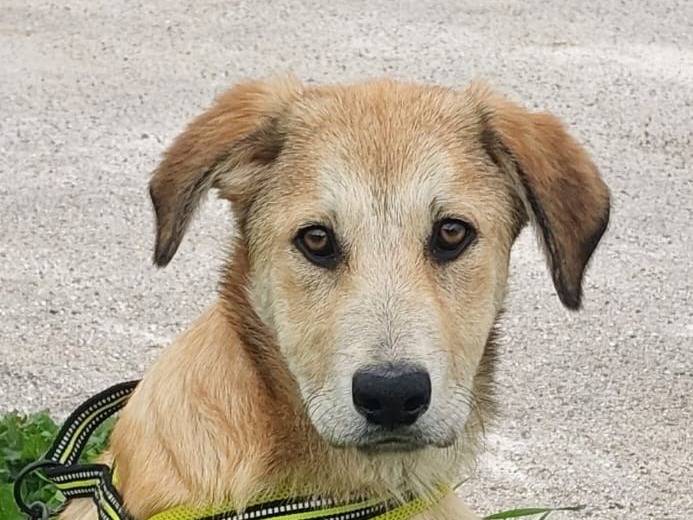 Adozione cane, maschio, Spinone Razza sconosciuta, 4 mesi, taglia grande, Lodi