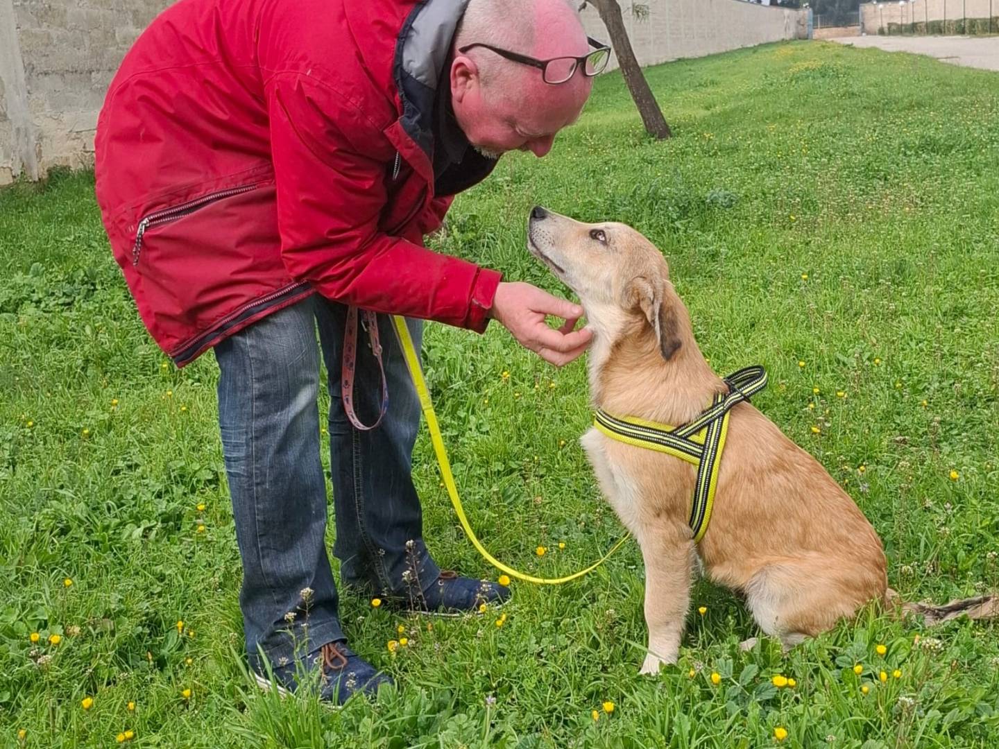 Adotta un cane, maschio, 4 mesi, Lodi