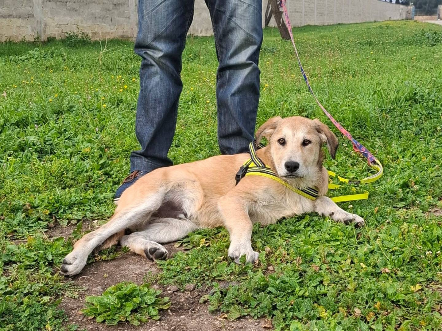 Adotta un cane, taglia grande, maschio, Lodi