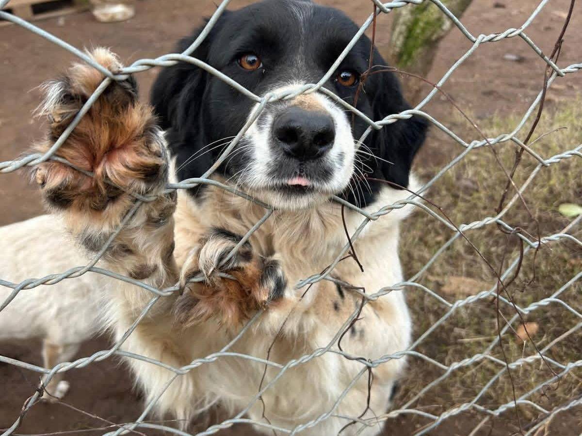 Adozione cane, femmina, Border Collie Razza sconosciuta, 3 anni e 4 mesi, taglia grande, Catanzaro