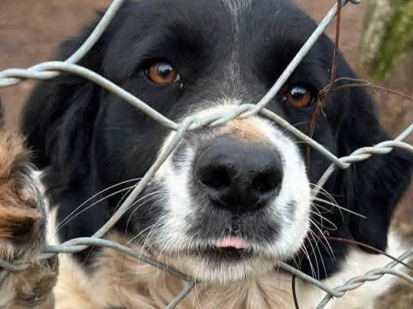Adotta un cane, femmina, 3 anni e 4 mesi, Catanzaro