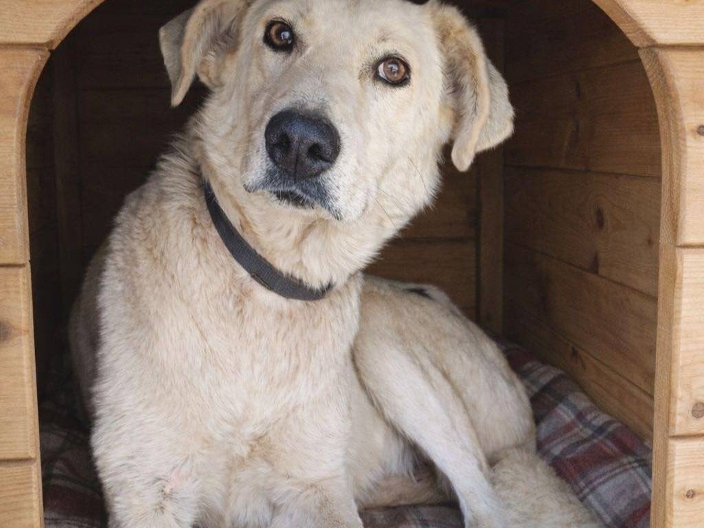 Adozione cane, femmina, Razza sconosciuta Razza sconosciuta, 3 anni e 2 mesi, taglia media, Catanzaro