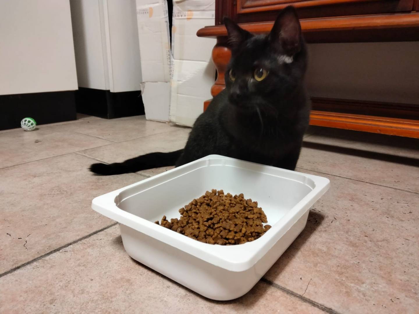 Vuoi adottare un gatto a Milano?