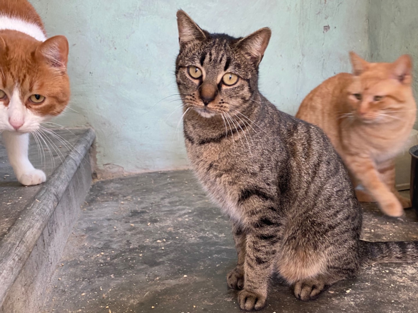 Adozione gatto, femmina, Razza sconosciuta Razza sconosciuta, 5 anni e 2 mesi, taglia non valida, Teramo