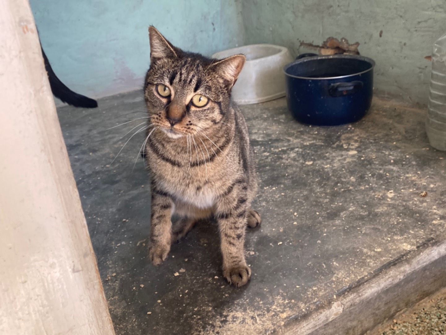 Adotta un gatto, femmina, 5 anni e 2 mesi, Teramo