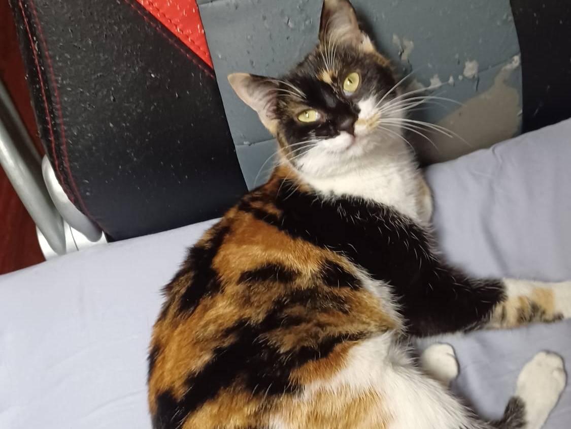 Adozione gatto, femmina, Razza sconosciuta Razza sconosciuta, 11 mesi, taglia non valida, Milano