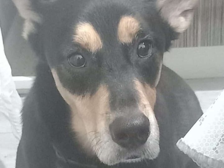 Adozione cane, maschio, Razza sconosciuta Razza sconosciuta, 5 anni e 1 mese, taglia media contenuta, Milano