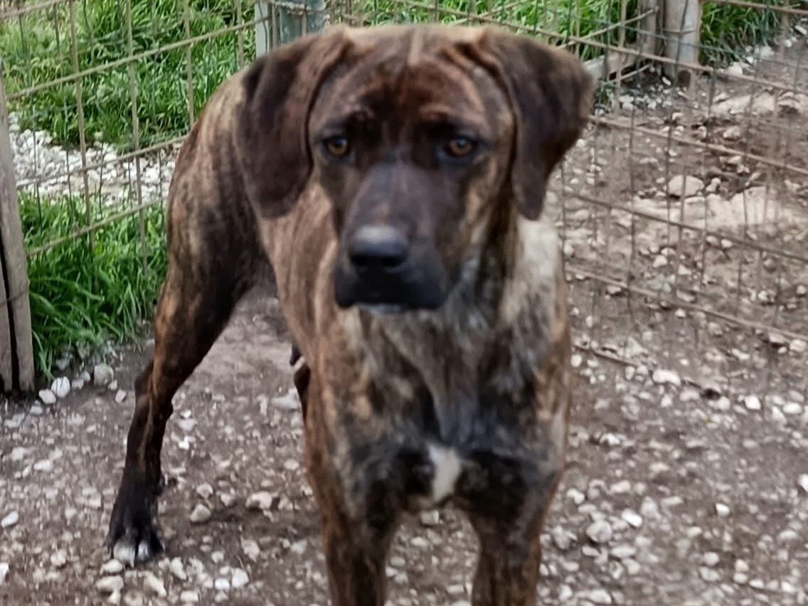 Adozione cane, femmina, Razza sconosciuta Razza sconosciuta, 1 anno e 1 mese, taglia media, Avellino