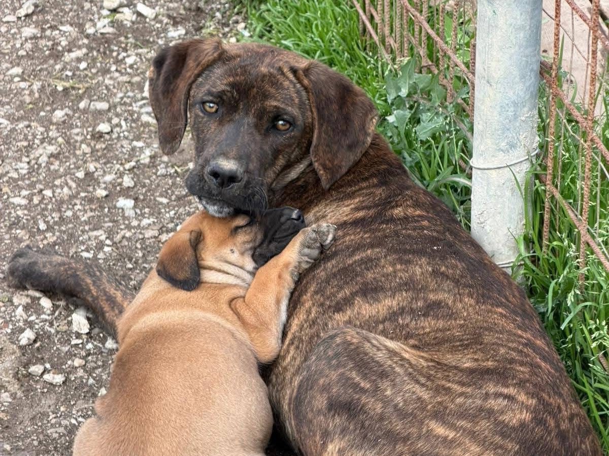 Adotta un cane, femmina, 1 anno e 1 mese, Avellino