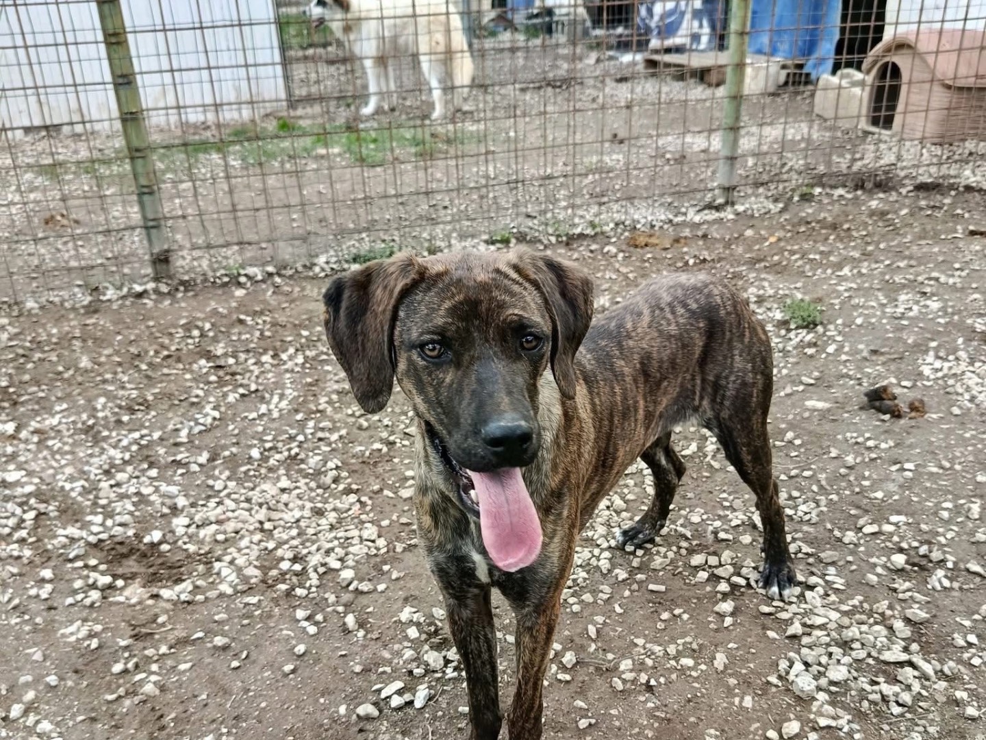 Adotta un cane, taglia media, femmina, Avellino