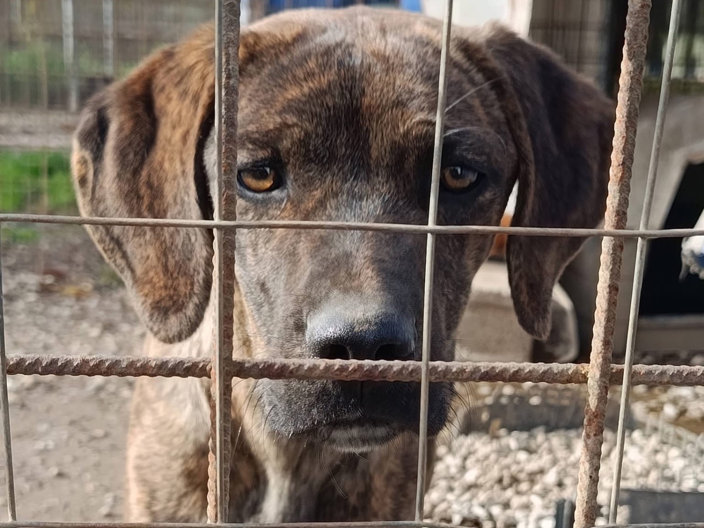 Vuoi adottare un cane a Avellino?