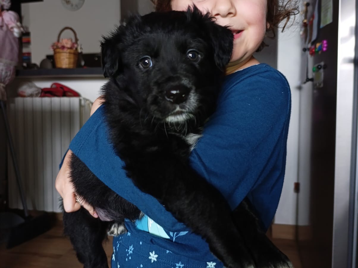 Adotta un cane, maschio, 1 mesi, Bolzano