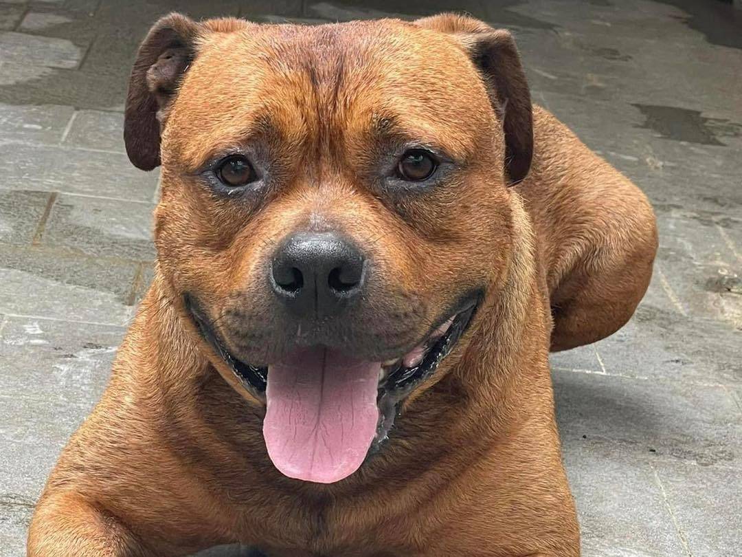 Adozione cane, maschio, Pitbull Razza sconosciuta, 7 anni e 2 mesi, taglia gigante, Bergamo